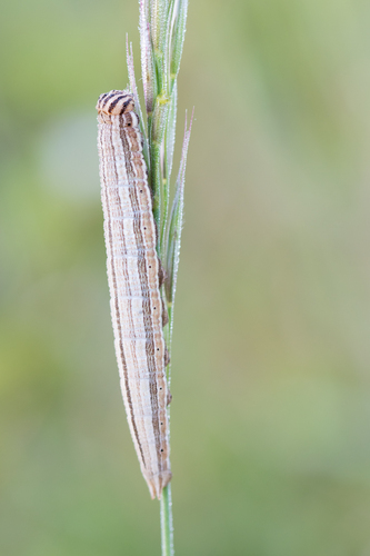 Great Banded Grayling