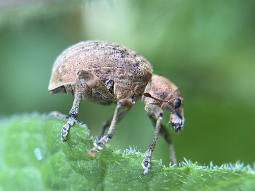 Chequered weevil photo 2