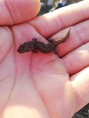 Pachydactylus geitje