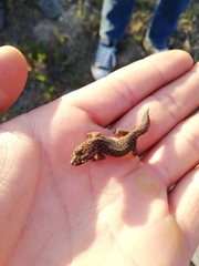 Pachydactylus geitje