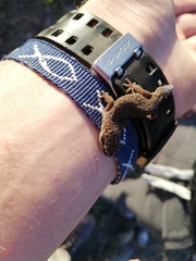 Pachydactylus geitje