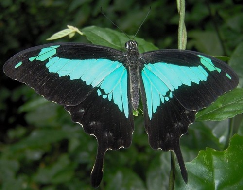 Apple-green Swallowtail