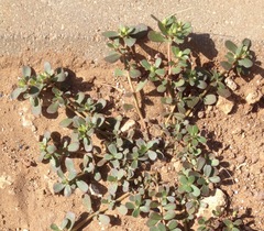 Portulaca oleracea