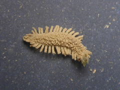 Flabelliderma ockeri