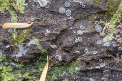 Phialocephala oblonga