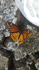 Limenitis archippus watsoni
