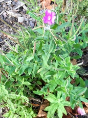 Epilobium hirsutum