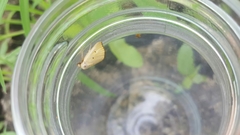 Marimatha nigrofimbria