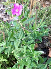 Epilobium hirsutum