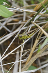 Stethophyma lineatum