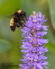 Bombus pensylvanicus