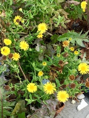 Pulicaria dysenterica