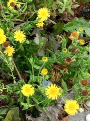 Pulicaria dysenterica