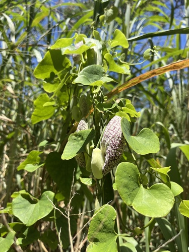 Aristolochia littoralis, 2025-05-10