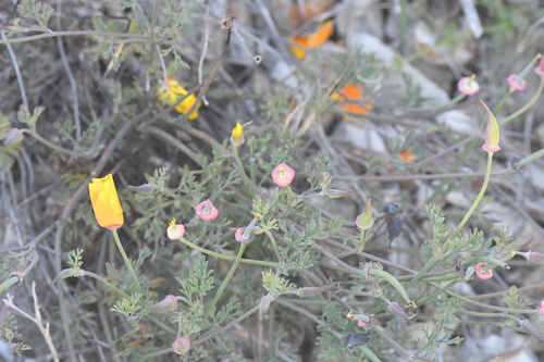 California poppy
