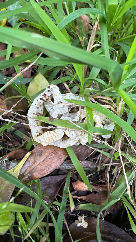 Ileodictyon cibarium · May 2025 · photo: © frankashwood (iNaturalist, cc-by)