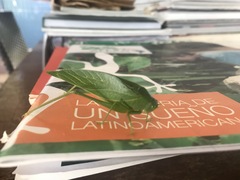 Microcentrum marginatum