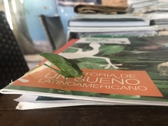 Microcentrum marginatum