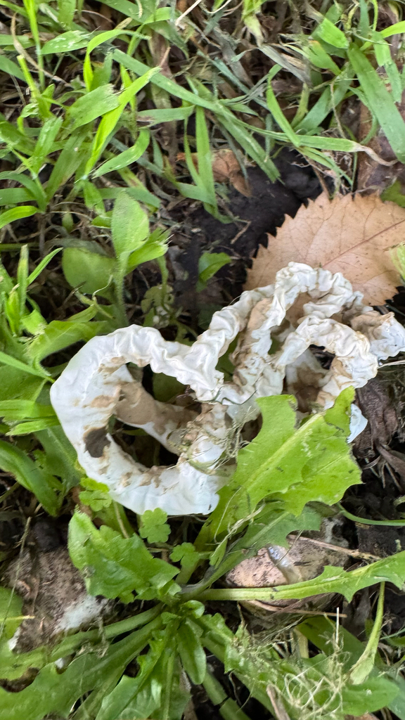 Ileodictyon cibarium · May 2025 · photo: © frankashwood (iNaturalist, cc-by)