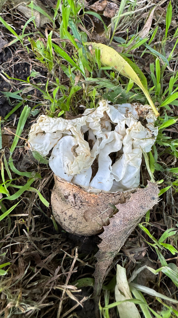Ileodictyon cibarium · May 2025 · photo: © frankashwood (iNaturalist, cc-by)