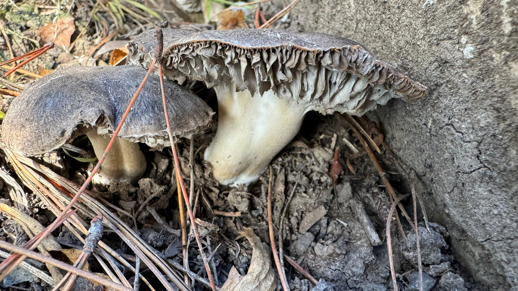 Tricholoma terreum · May 2025 · photo: © frankashwood (iNaturalist, cc-by)