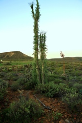 Fouquieria columnaris