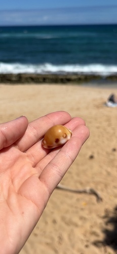 Cypraea tessellata observed 2025-04-13