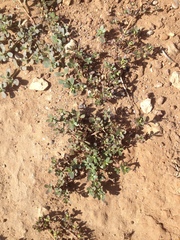 Portulaca oleracea