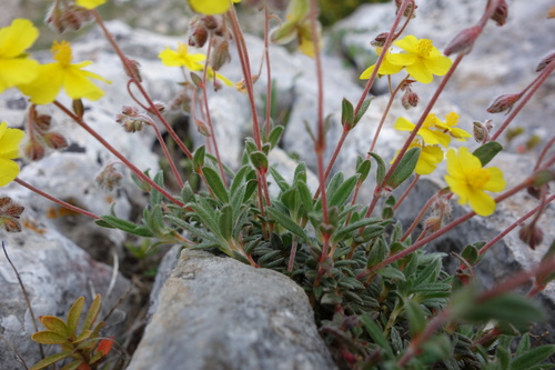 Image of Helianthemum oelandicum by (c) Clément Maouche, some rights reserved (CC BY)