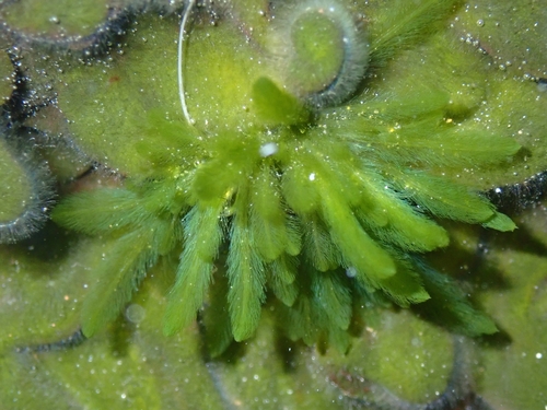 Pseudobryopsis