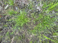 Isolepis pseudosetacea