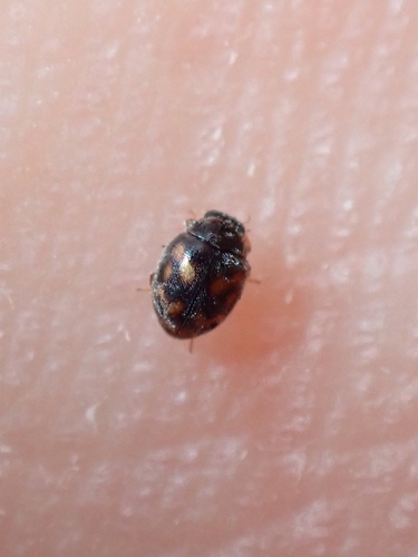 Nephus flavopictus