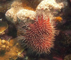 Acanthaster planci