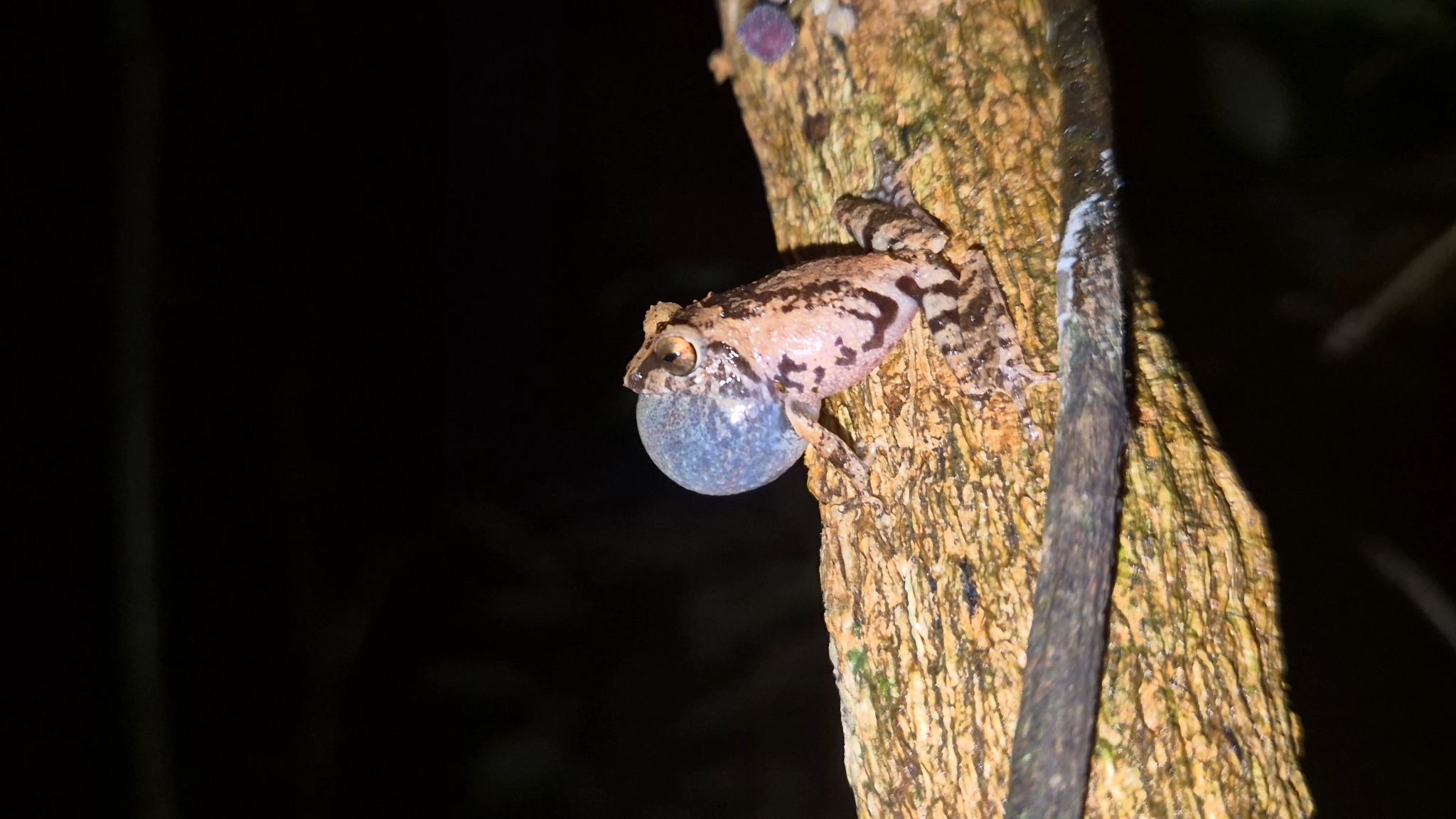 Anil'S Bush Frog Anura