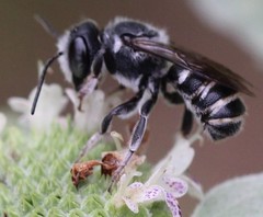 Megachile exilis