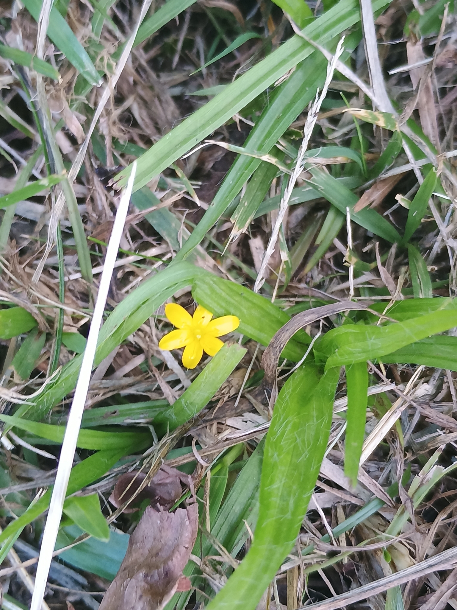 Hypoxis decumbens