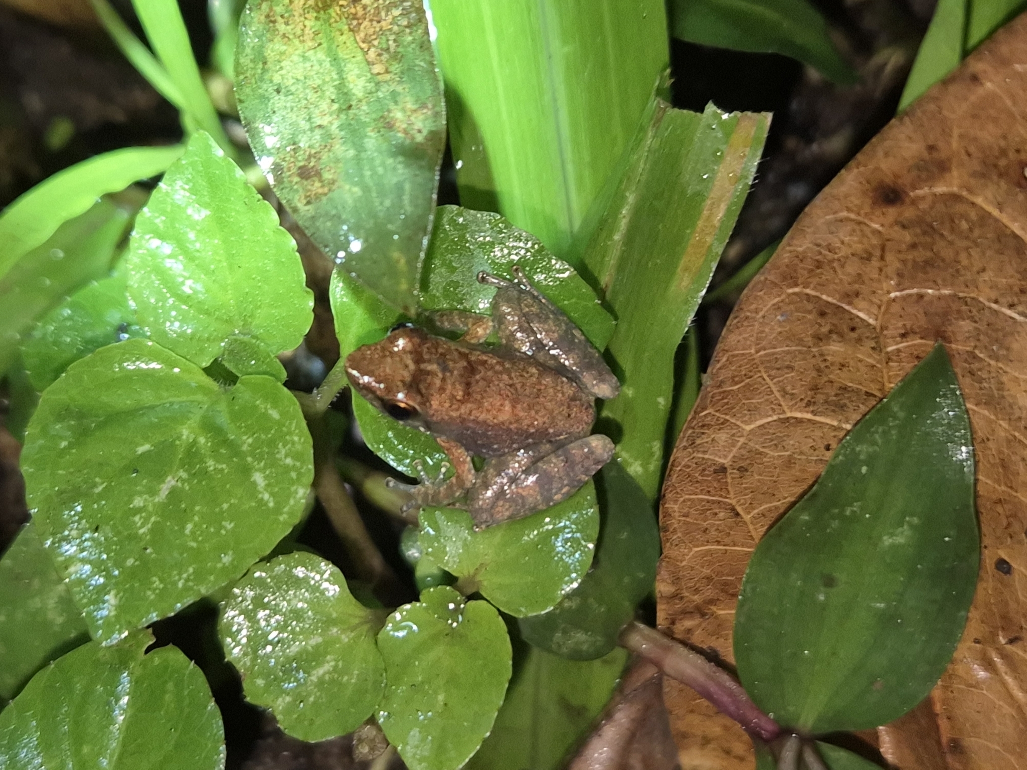 Wayanad Torrent Frog