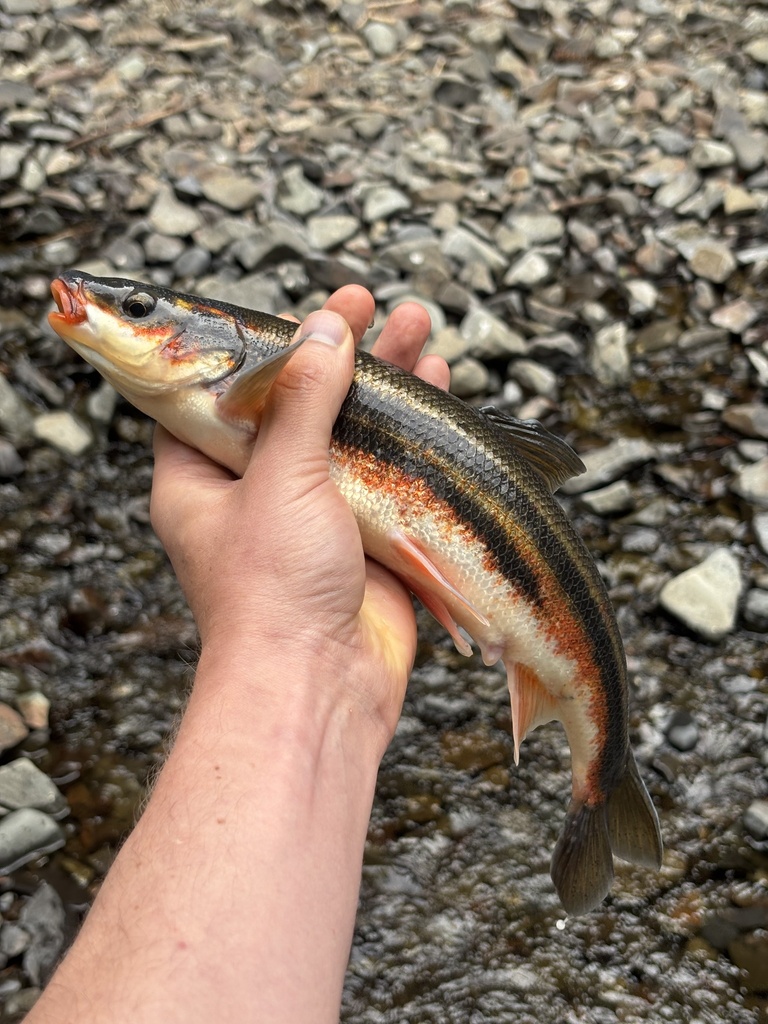 Peamouth