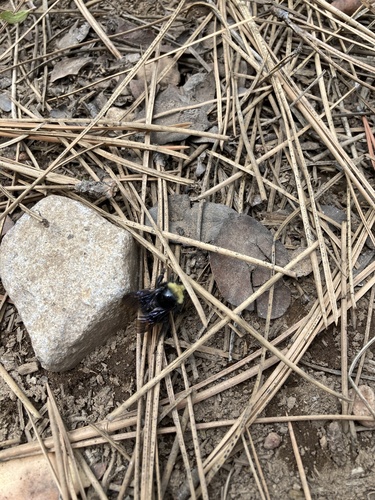 iNaturalist observation photo of Pyrobombus