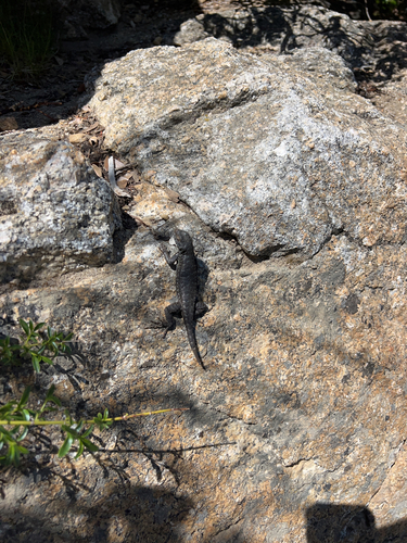 iNaturalist observation photo of Western Fence Lizard