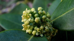 Maytenus obtusifolia