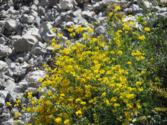 Coronilla juncea