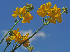 Coronilla juncea