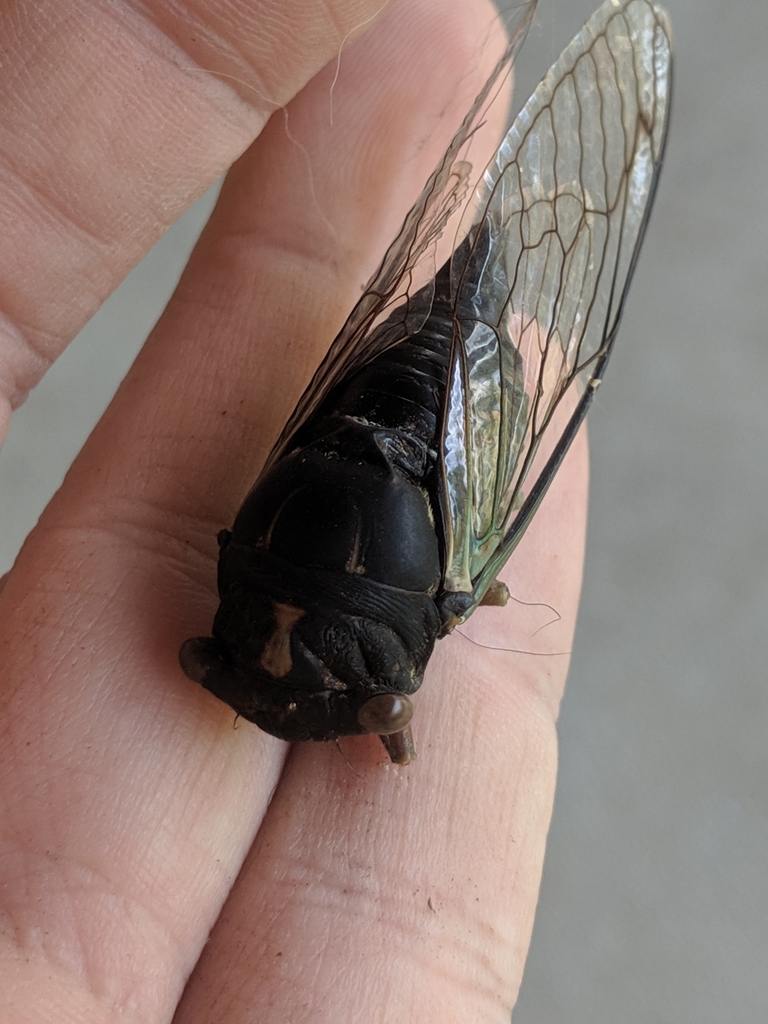 Dark Lyric Cicada
