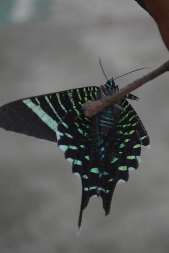 Urania Swallowtail Moth