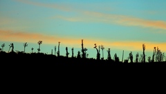 Fouquieria columnaris