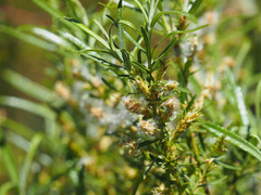 Salix eleagnos
