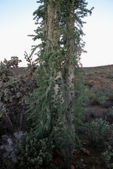 Fouquieria columnaris