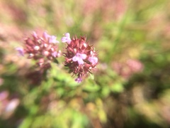 Serpyllum