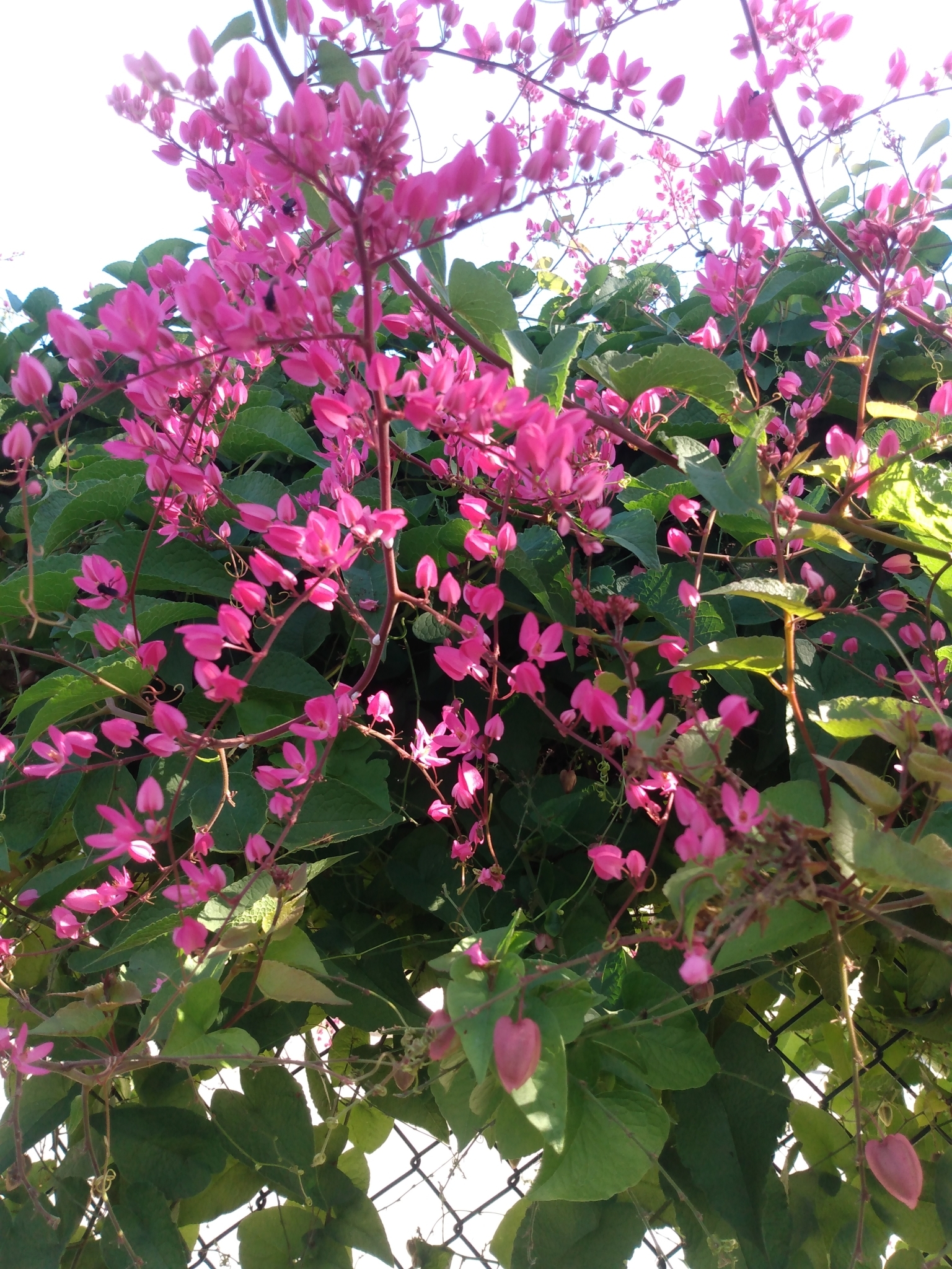 Antigonon leptopus